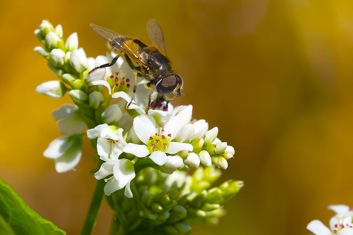 Hoverfly 13 Eristalis arbustorum,European Drone Fly,Geotagged,Summer,United States