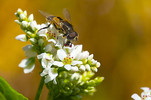Hoverfly 13 Eristalis arbustorum,European Drone Fly,Geotagged,Summer,United States