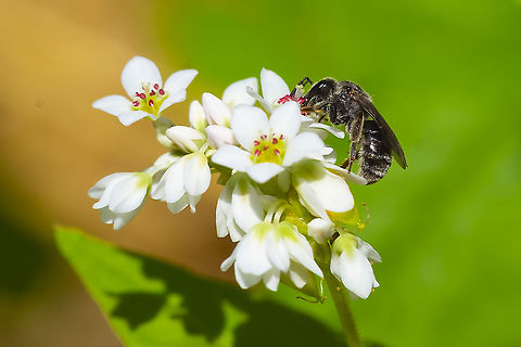 possible Mason bee Osmia sp. 14 Geotagged,Summer,United States