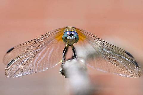 blue dasher female 15 Blue dasher,Geotagged,Pachydiplax longipennis,Summer,United States