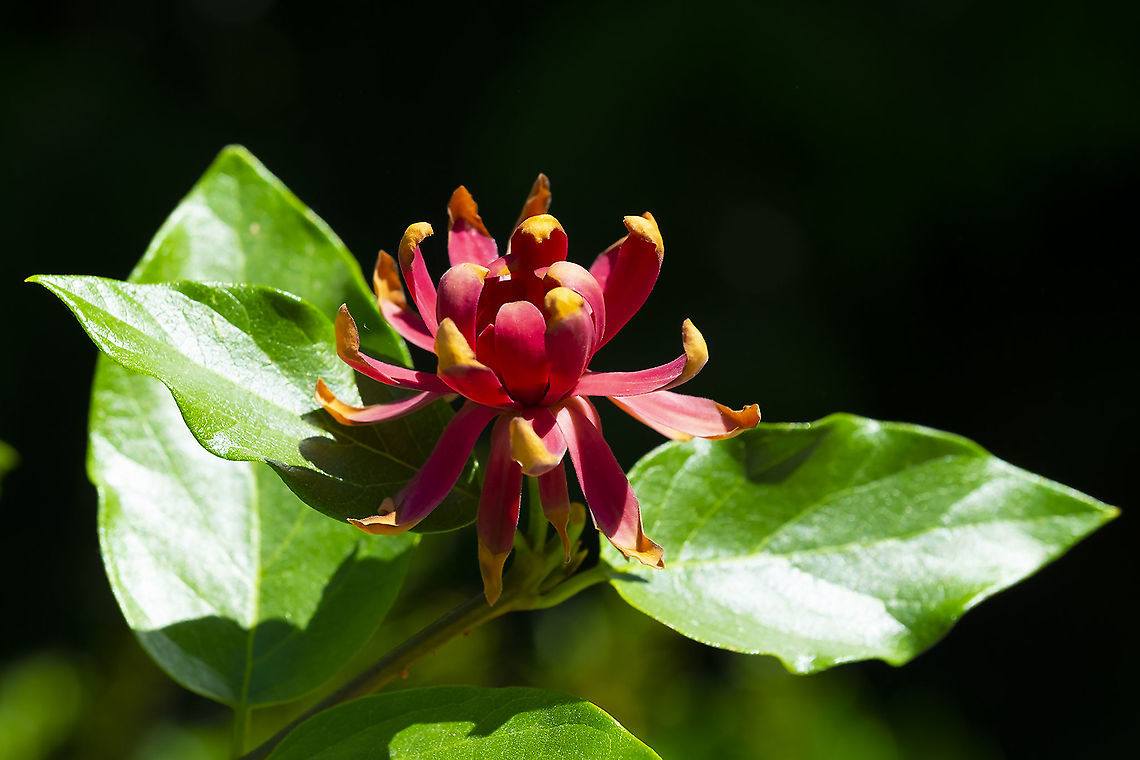 Sweet shrub 16 Calycanthus occidentalis,Geotagged,Summer,United States