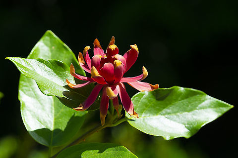 Sweet shrub 16 Calycanthus occidentalis,Geotagged,Summer,United States