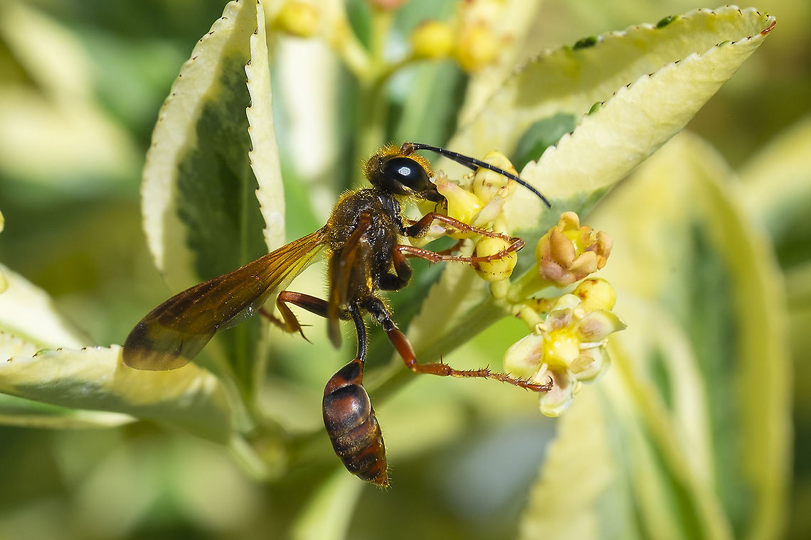 Elegant grass-carrying wasp 17 Geotagged,Isodontia elegans,Summer,United States