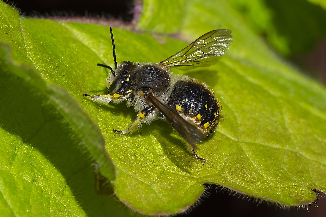 European Wool Carder Bee 18<br />
introduced in the 1960&#039;s Anthidium manicatum,European wool carder bee,Geotagged,Summer,United States