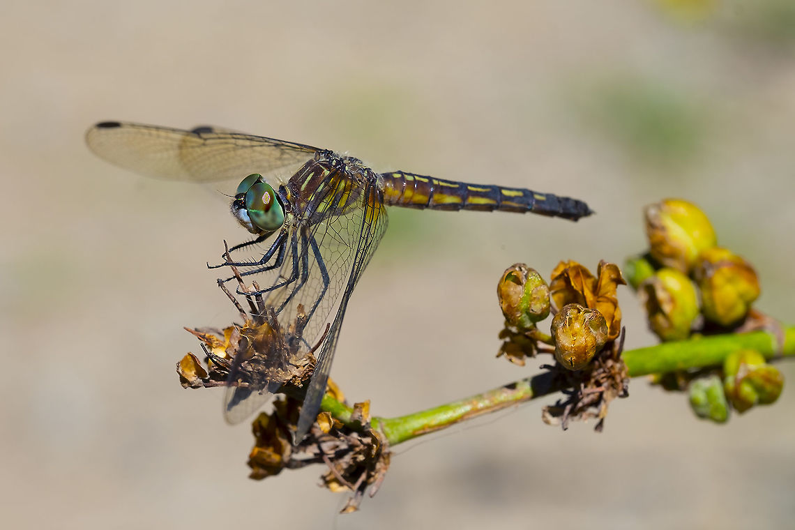 Blue Dasher Dragonfly - female 19 Blue dasher,Geotagged,Pachydiplax longipennis,Summer,United States