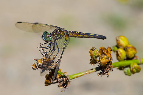 Blue Dasher Dragonfly - female 19 Blue dasher,Geotagged,Pachydiplax longipennis,Summer,United States