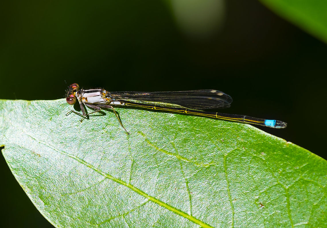 black-fronted fork tail 21 Black-fronted Forktail,Geotagged,Ischnura denticollis,Summer,United States