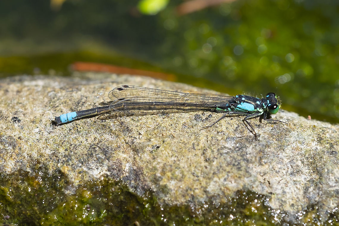 Pacific forktail 22 Geotagged,Ischnura cervula,Pacific Forktail,Summer,United States