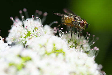 Possible satellite fly (or flesh fly)? 23 Geotagged,Summer,United States