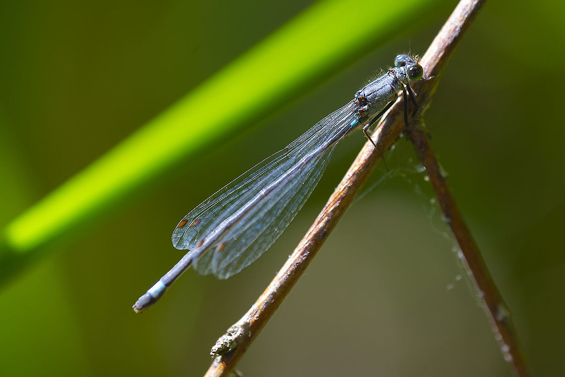 powdery blue damsel fly 24 - turning to BugGuide... can't find a species that looks like this that is supposed to live in this area... usually these don't stump me too bad unless there's several that look too similar, as we don't have thousands of species up here.  Geotagged,Ischnura perparva,Summer,United States,Western Forktail