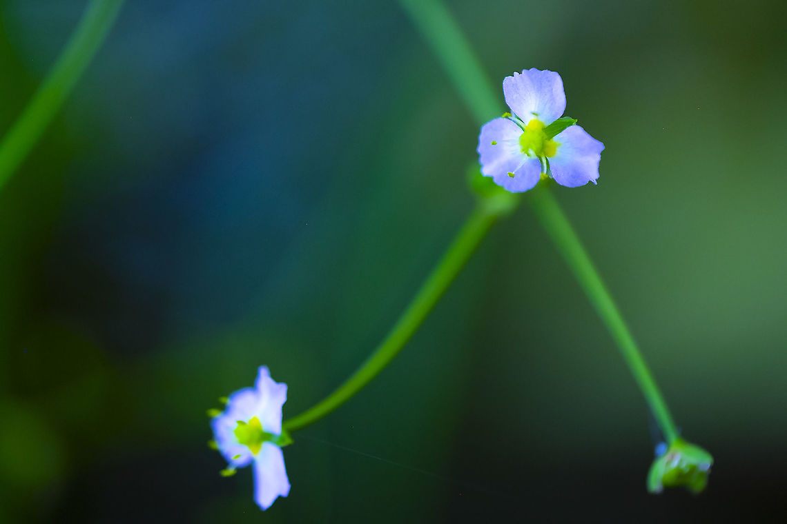 Northern water plantain 25 Alisma triviale,Geotagged,Northern water plantain,Summer,United States
