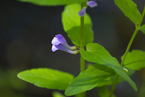Marsh skullcap 26 Geotagged,Marsh Skullcap,Scutellaria galericulata,Summer,United States