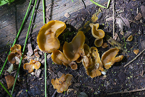 layered cup 27 Geotagged,Layered Cup,Peziza varia,Summer,United States