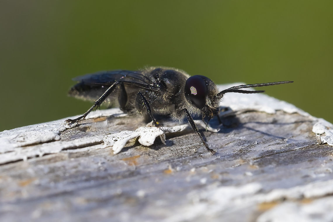 small black wasp Astata sp. 28<br />
Bug guide indicates 14 species, but only 3 are represented...  Geotagged,Summer,United States