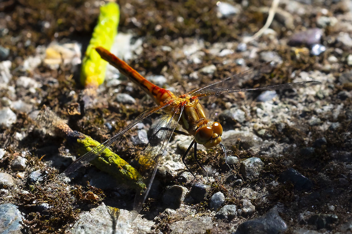 Red-veined meadowhawk 29 Geotagged,Red-veined meadowhawk,Summer,Sympetrum madidum,United States