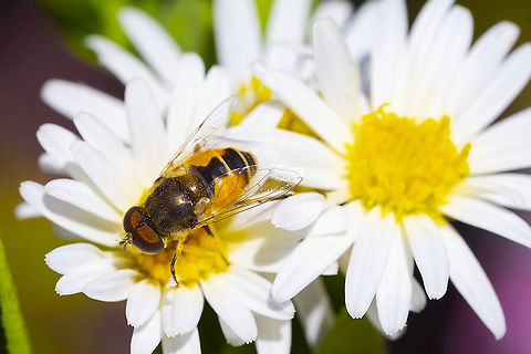 European drone fly 30 Eristalis arbustorum,European Drone Fly,Geotagged,Summer,United States