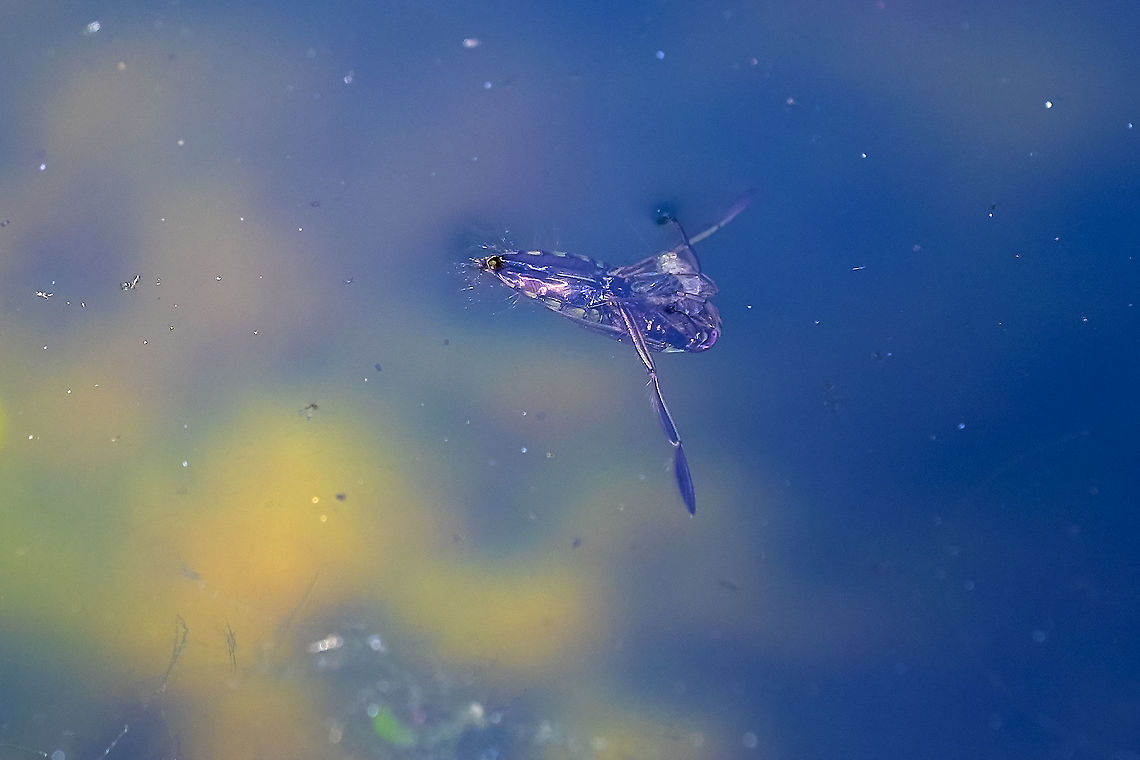 Backswimmer Notonecta sp. probably a nymph 31 <br />
look closely - it's got something as prey - perhaps an early damselfly nymph  Geotagged,Summer,United States