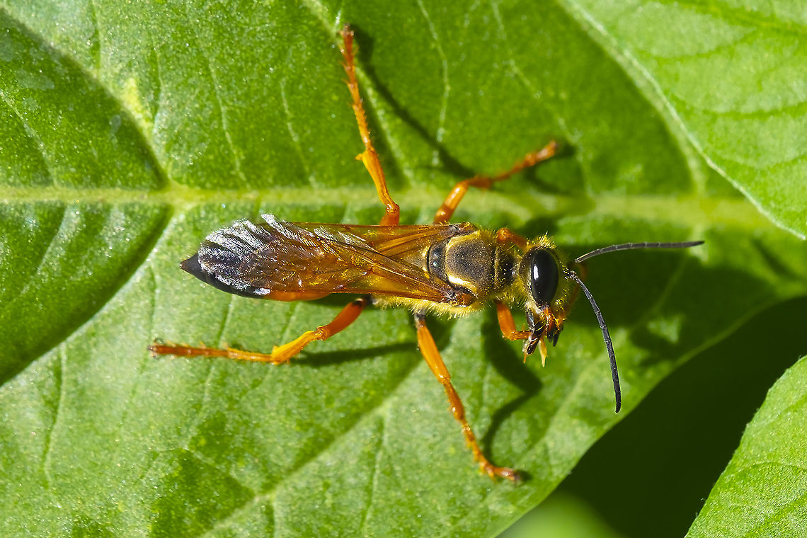 Great golden digger wasp 32 Geotagged,Great golden digger wasp,Sphex ichneumoneus,Summer,United States