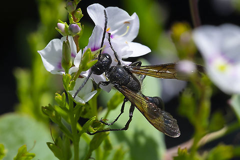 Mexican grass-carrying wasp 33 Grass-carrying Wasp,Isodontia mexicana