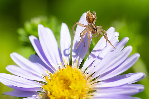 Immature wolf spider 34
I believe that this little fellow may be a wolf spider Hogna genus, from it's eye configuration, but I don't think I'll be able to ID, as it's coloration doesn't look like it's finished maturing.  Geotagged,Summer,United States