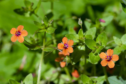Scarlet pimpernel 36 Anagallis arvensis,Geotagged,Scarlet pimpernel,Summer,United States