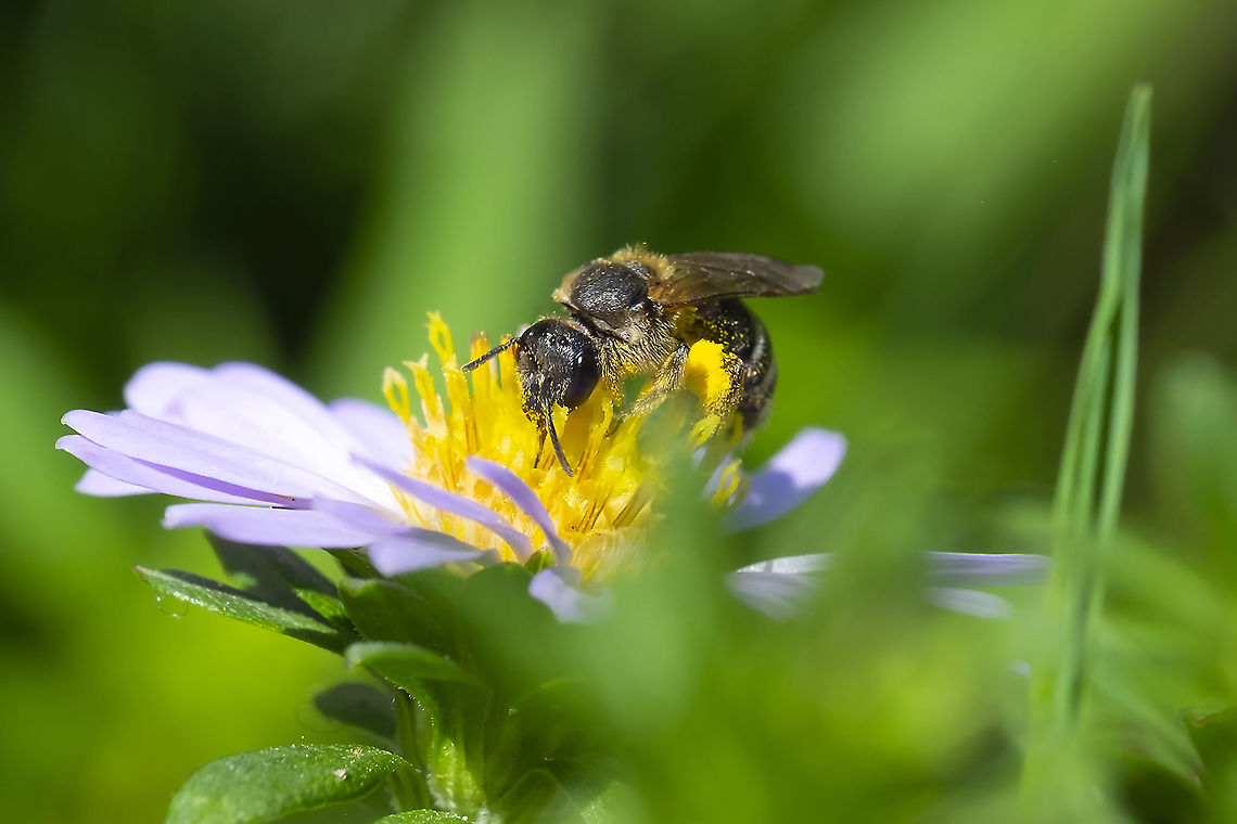 Ligated furrow bee 37 Geotagged,Halictus ligatus,Ligated Furrow Bee,Summer,United States