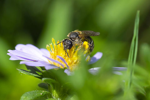Ligated furrow bee 37 Geotagged,Halictus ligatus,Ligated Furrow Bee,Summer,United States