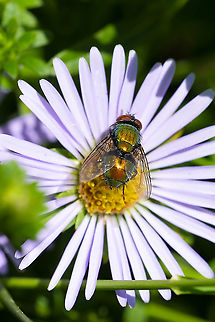 Common green bottle fly 39 Common Greenbottle Fly,Geotagged,Lucilia sericata,Summer,United States