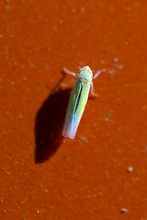 itty bitty green leafhopper likely Dikraneura sp.  Geotagged,Summer,United States