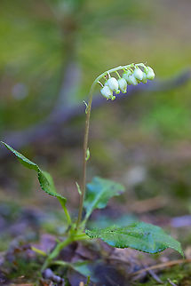 one-sided pyrola  Geotagged,Orthilia secunda,Summer,United States