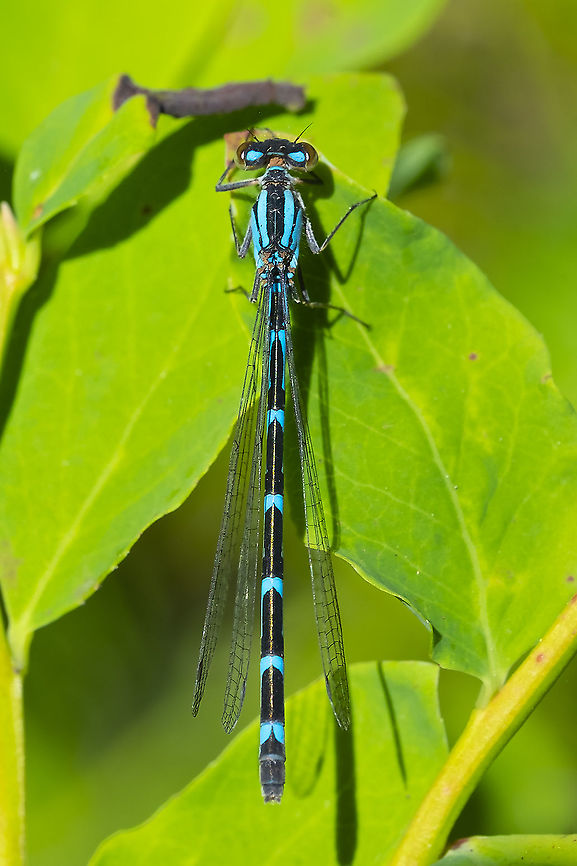 boreal bluet female  Boreal bluet,Enallagma boreale,Geotagged,Summer,United States