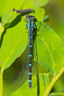 boreal bluet female  Boreal bluet,Enallagma boreale,Geotagged,Summer,United States