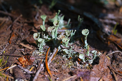 Cup lichen  Geotagged,Summer,United States