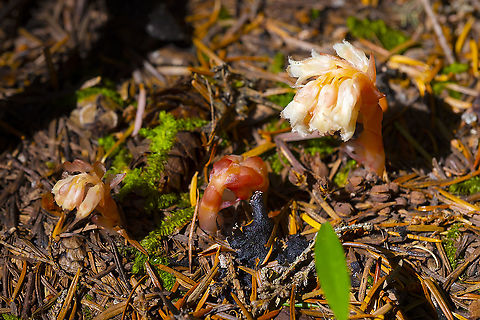 pine sap  Geotagged,Monotropa hypopitys,Pinesap,Summer,United States