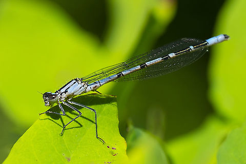 Boreal bluet damselfly  Boreal bluet,Enallagma boreale,Geotagged,Summer,United States