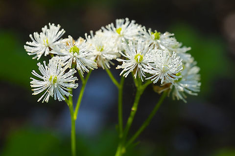 false bugbane  False bugbane,Geotagged,Summer,Trautvetteria caroliniensis,United States
