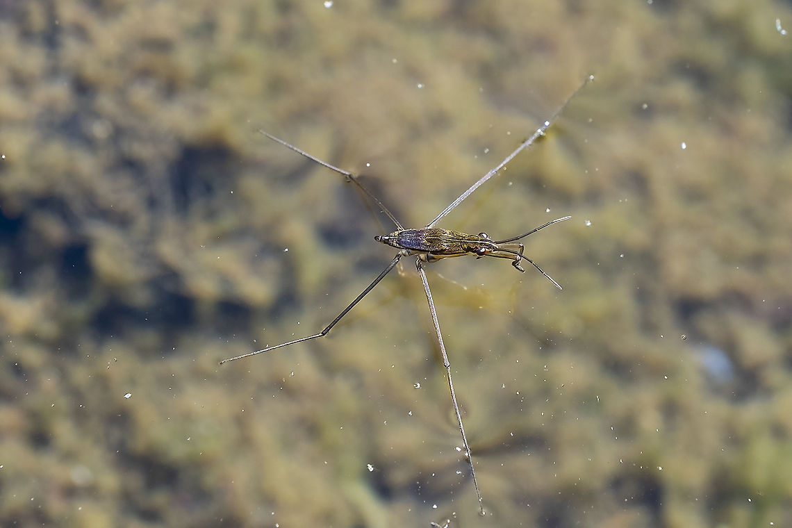 water skater Gerris sp. not sure if it&#039;s a wingless adult or a nymph... several species with a white stripe like this one.  Geotagged,Summer,United States