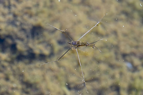 water skater Gerris sp. not sure if it's a wingless adult or a nymph... several species with a white stripe like this one.  Geotagged,Summer,United States