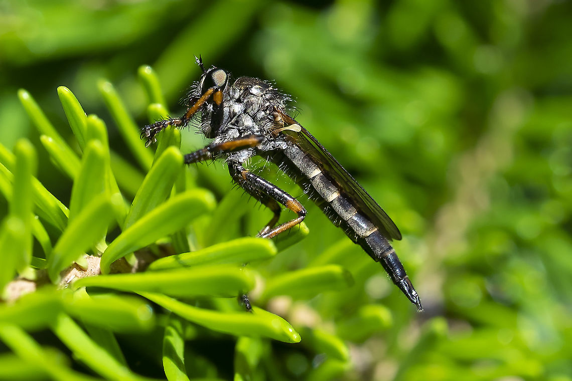 Gold-ringed Nevada-Robber Nevadasilus auriannulatus (ID courtesy of BugGuide) Geotagged,Gold-ringed Nevada-robber,Nevadasilus auriannulatus,Summer,United States