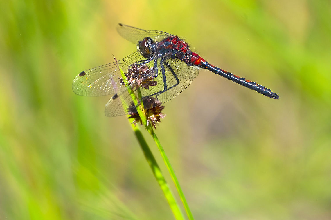 Hudsonian whiteface  Geotagged,Hudsonian whiteface,Leucorrhinia hudsonica,Summer,United States