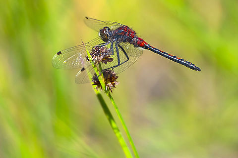 Hudsonian whiteface  Geotagged,Hudsonian whiteface,Leucorrhinia hudsonica,Summer,United States