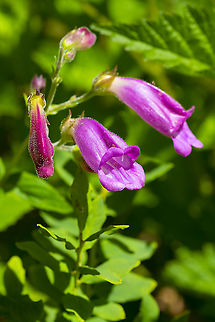 Cascade penstemon  Cascade penstemon,Geotagged,Penstemon serrulatus,Summer,United States