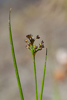 Juncus sp.  Baltic rush,Geotagged,Juncus balticus,Summer,United States