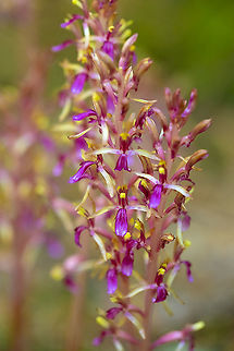 Pacific coral root  Corallorhiza mertensiana,Geotagged,Pacific coralroot,Summer,United States