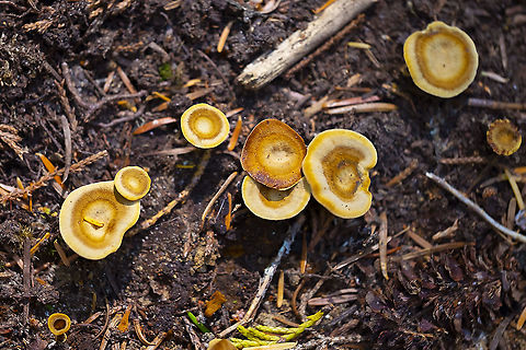 Coltrichia ploypore  Coltricia cinnamomea,Geotagged,Shiny Cinnamon Polypore,Summer,United States