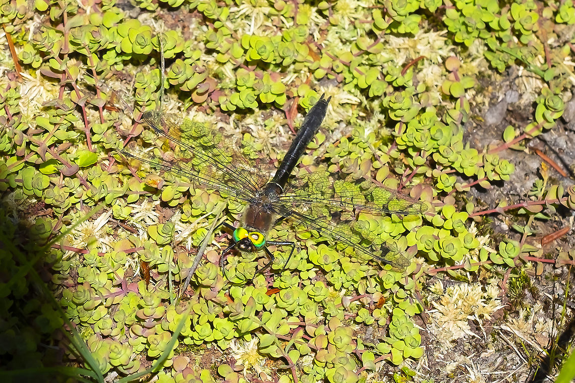 American Emerald I&#039;m mesmerized by those eyes....  American Emerald,Cordulia shurtleffii,Geotagged,Summer,United States