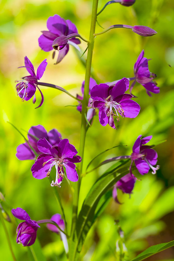fireweed  Chamerion angustifolium,Fireweed,Geotagged,Summer,United States