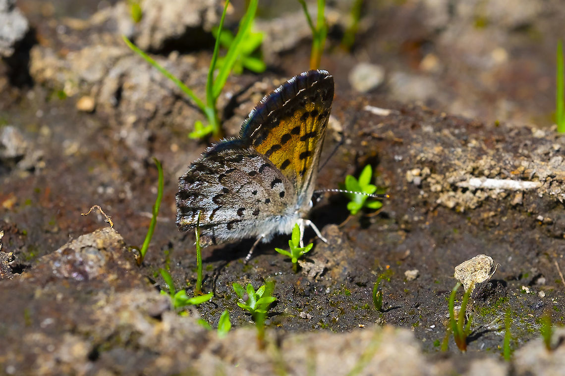 mariposa copper  Geotagged,Lycaena mariposa,Mariposa copper,Summer,United States