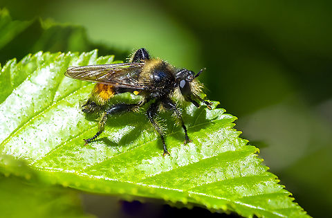 colorful robber fly  Geotagged,Laphria asturina,Summer,United States