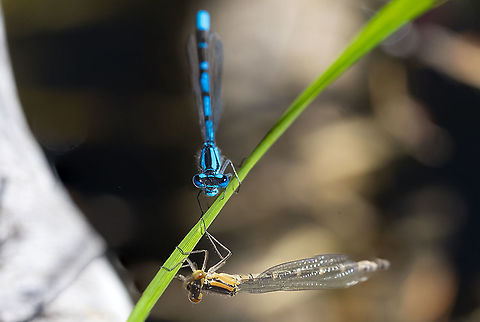 Boreal bluet male and female  Boreal bluet,Enallagma boreale,Geotagged,Summer,United States